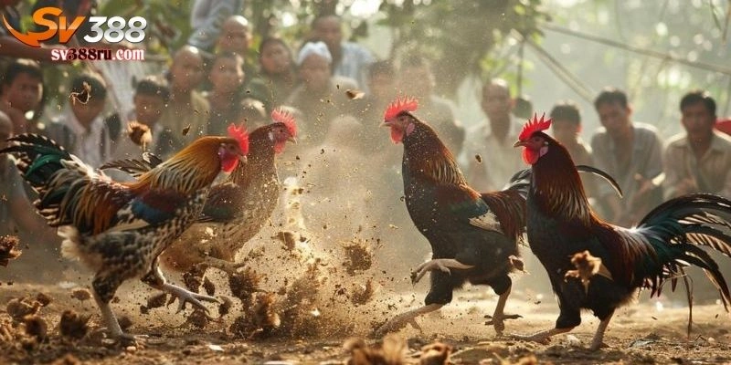 Đá gà cựa sắt