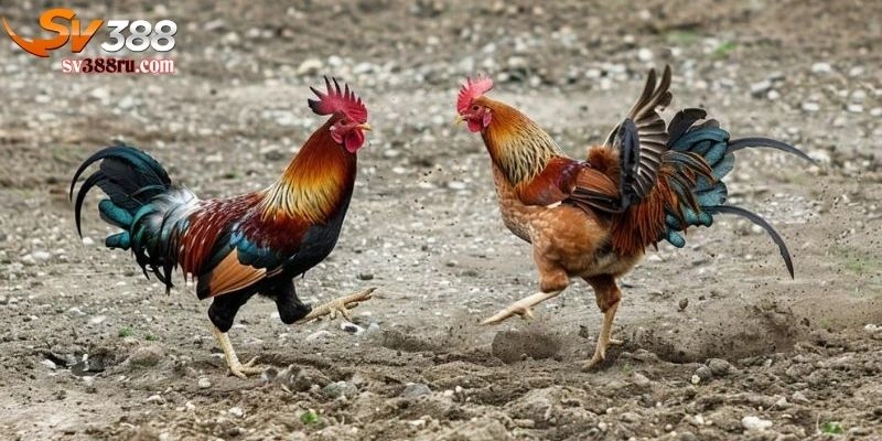 Đá gà cựa sắt