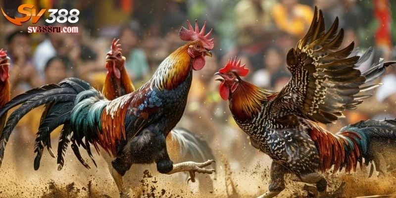 Đá gà không dàn xếp