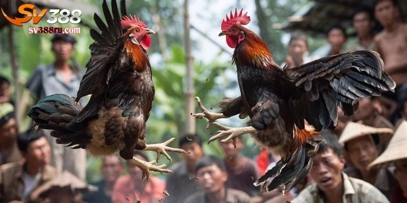 Gà Đá Đòn Độc