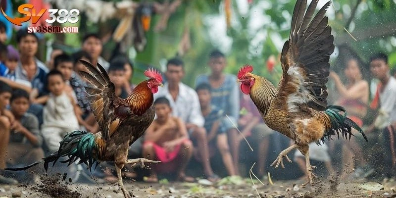 Gà Đá Đòn Độc