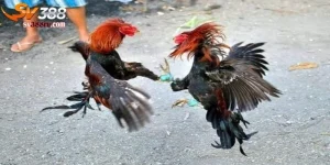 Gà Đá Đòn Độc