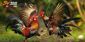Gà điều đá ngày nào tốt nhất