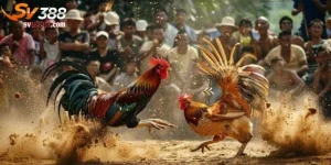 Gà tre đá tiền
