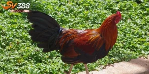 Gỉam cân cho gà đá