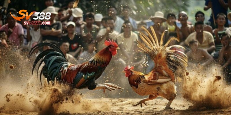 đá gà online có bị bắt không