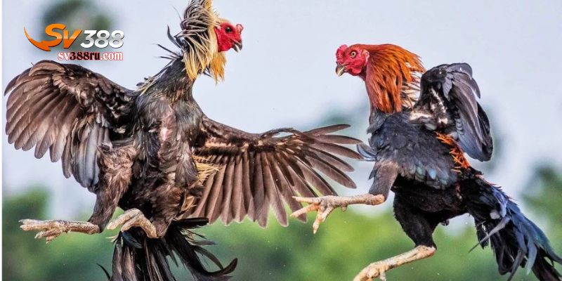 đá gà online có bị bắt không