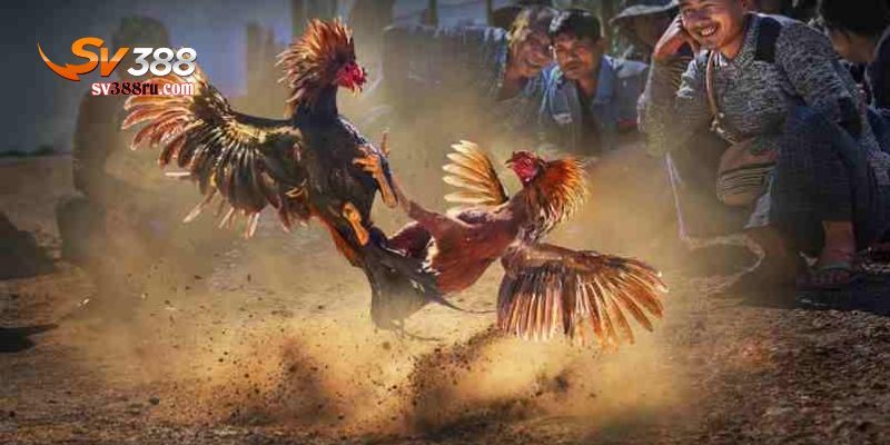 luật đá gà miền nam