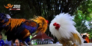 luật đá gà miền nam