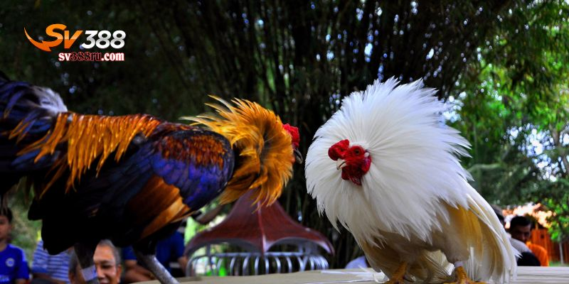luật đá gà miền nam